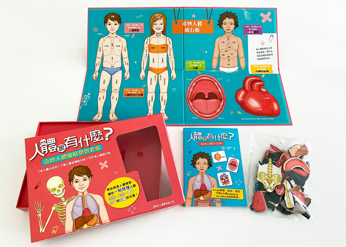 人體裏有什麼?奇妙人體磁貼學習套裝