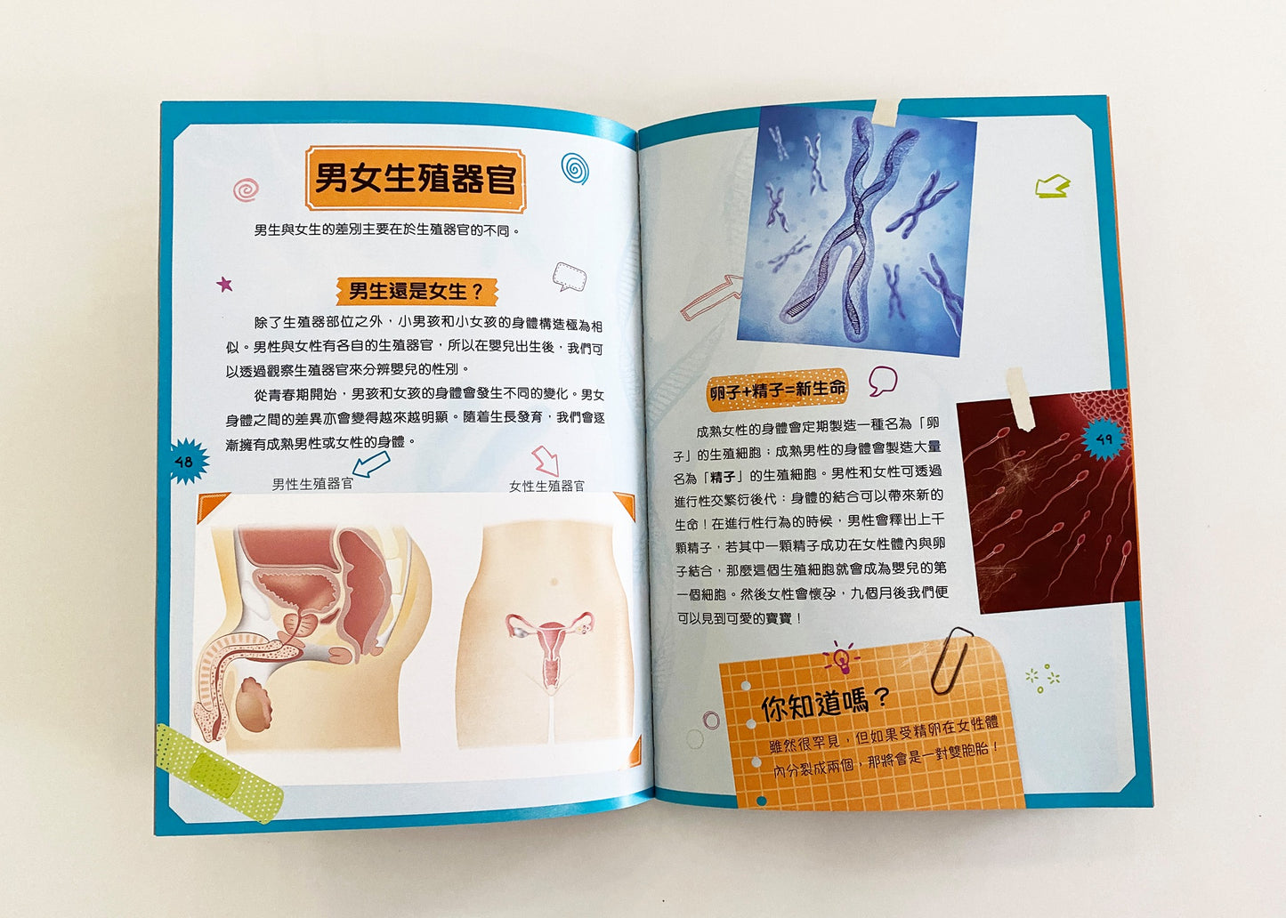 人體裏有什麼?奇妙人體磁貼學習套裝
