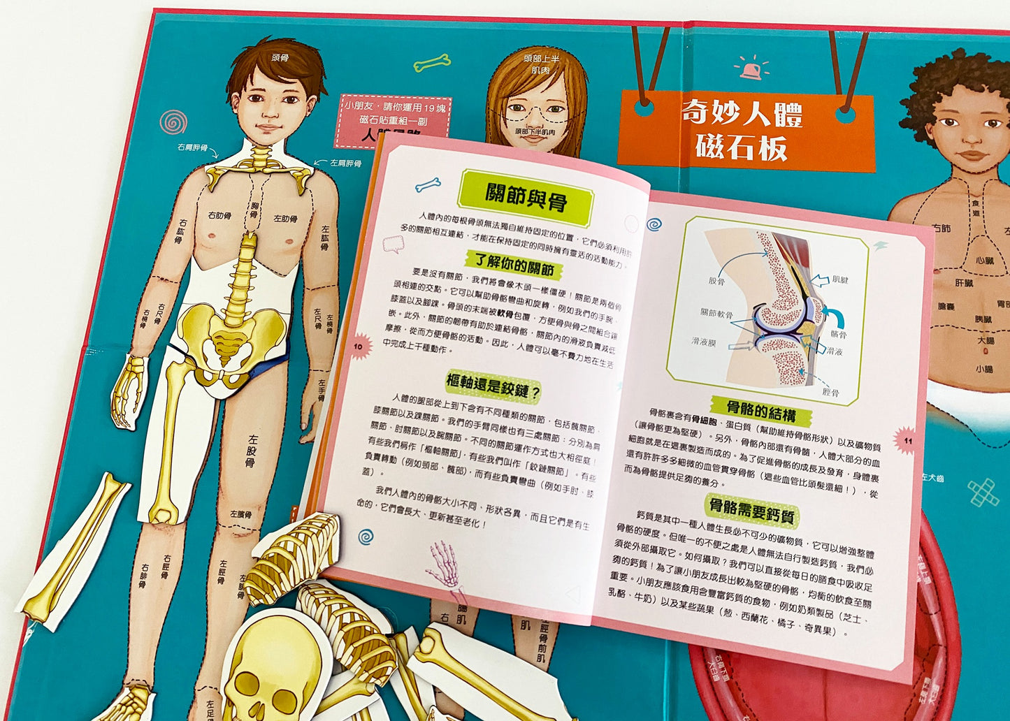 人體裏有什麼?奇妙人體磁貼學習套裝