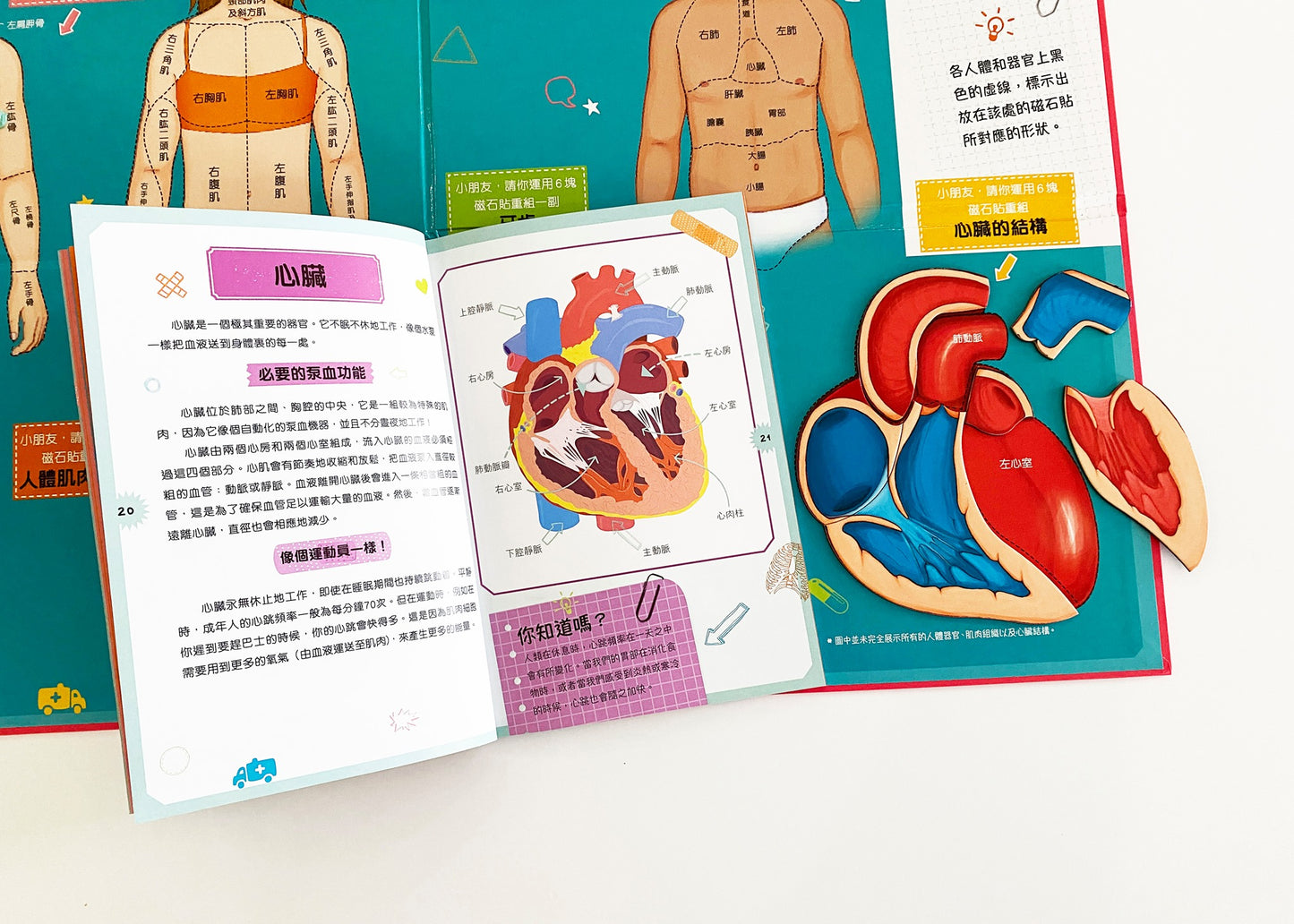 人體裏有什麼?奇妙人體磁貼學習套裝