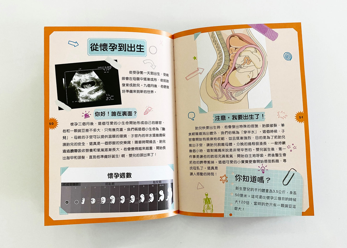 人體裏有什麼?奇妙人體磁貼學習套裝