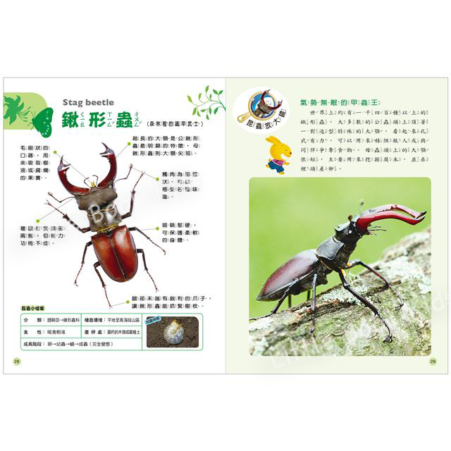 探索知識大百科系列 : 鳥類‧昆蟲